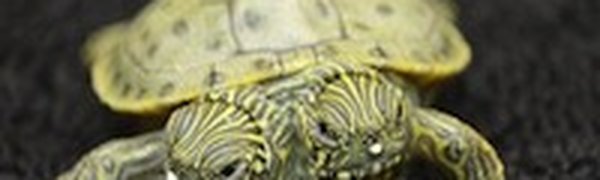 Двухголовая черепашка зарегистрировалась на Facebook