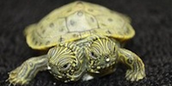 Двухголовая черепашка зарегистрировалась на Facebook