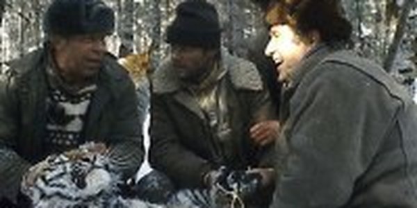 Китайские браконьеры изобрели новый жестокий способ охоты на амурского тигра