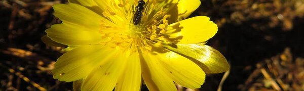 Апрель в Сихотэ-Алинском заповеднике: под весенними парусами – в лето