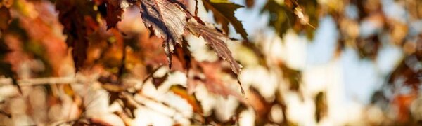 Синоптики уточнили прогноз погоды на праздничные выходные в Приморье и Владивостоке