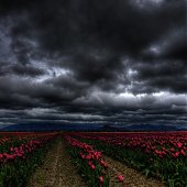 Самые яркие тюльпаны со всего света