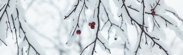 В середине недели в Приморье пройдёт снег, наиболее интенсивный на юге края