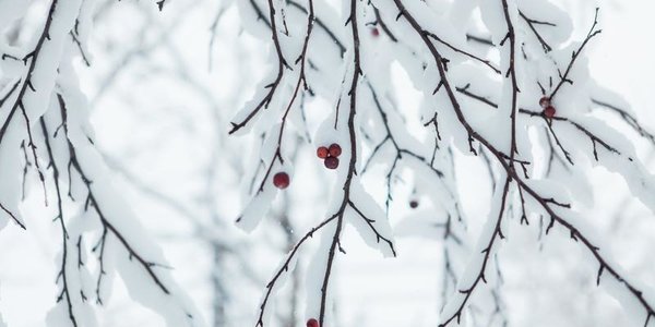 В середине недели в Приморье пройдёт снег, наиболее интенсивный на юге края