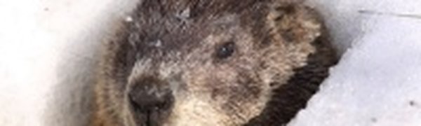 День сурка: скоро ли весна?
