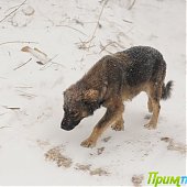 Заметает метель Владивосток (ФОТО)