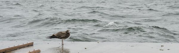 Холодный морской воздух принесет прохладу на юг Приморья