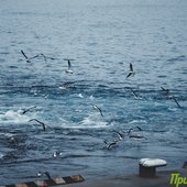 Первый в этом году круизный лайнер прибыл во Владивосток