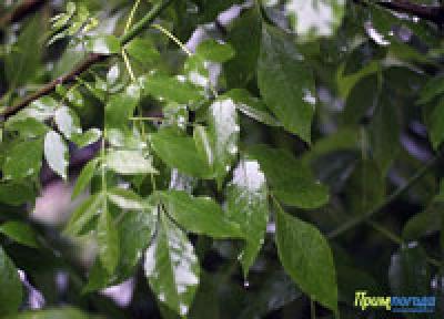 Вчера циклон вызвал дожди в Приморье