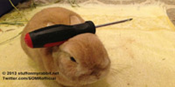 Кролик Винни и предметы на нем