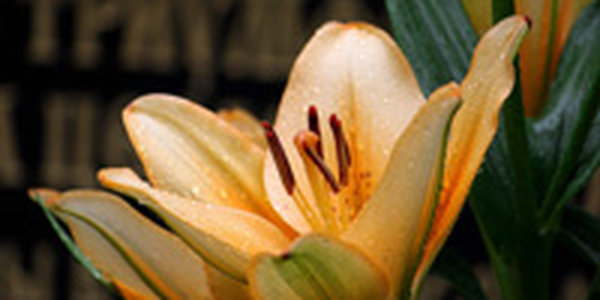 Сегодня в Приморье местами пройдут кратковременные дожди