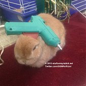 Кролик Винни и предметы на нем