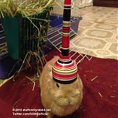Кролик Винни и предметы на нем