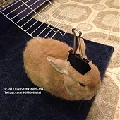 Кролик Винни и предметы на нем
