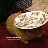 Кролик Винни и предметы на нем
