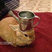 Кролик Винни и предметы на нем