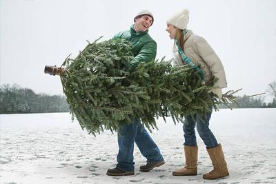 Заготовка новогодних елей началась в Приморье