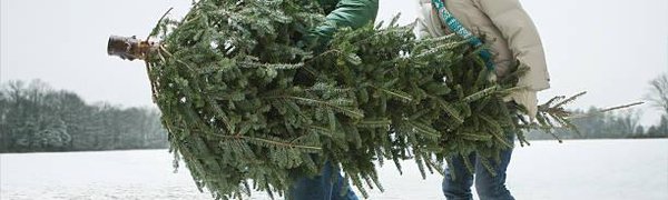 Заготовка новогодних елей началась в Приморье