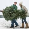 Заготовка новогодних елей началась в Приморье