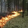 Девять природных пожаров выявили за сутки в Приморье