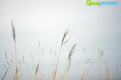 Сегодня во Владивостоке временами дождь 