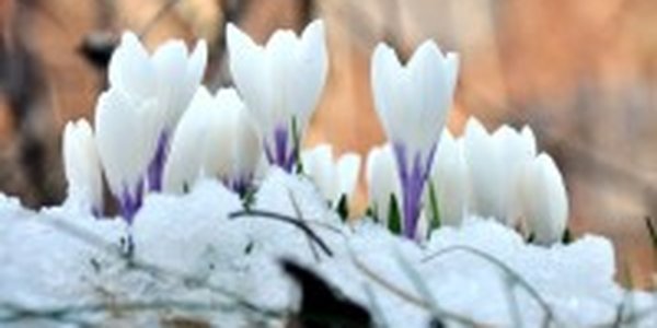Снег во Владивостоке не заставил себя ждать