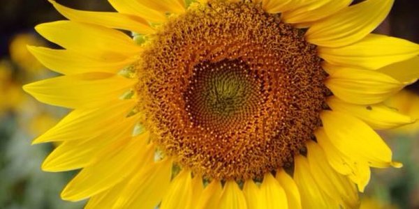 Подсолнечное масло оказалось полезней, чем оливковое