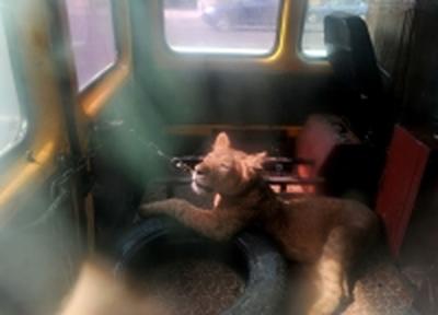 В Петербурге львицу спасли из заточения в автобусе В Петербурге львицу спасли из заточения в автобусе