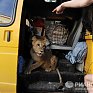 В Петербурге львицу спасли из заточения в автобусе