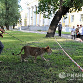 В Петербурге львицу спасли из заточения в автобусе