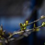 Переменчивая весна в Приморье: самый подробный прогноз на эту неделю
