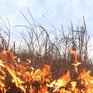 Дождь в Приморье почти не повлиял на ситуацию с лесными пожарами