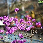 Апрель в Приморье завершится ясной весенней погодой