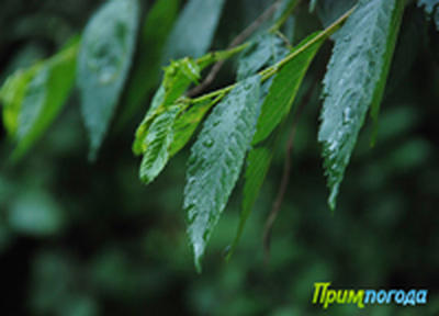 Вчера в Приморье прошли грозовые дожди