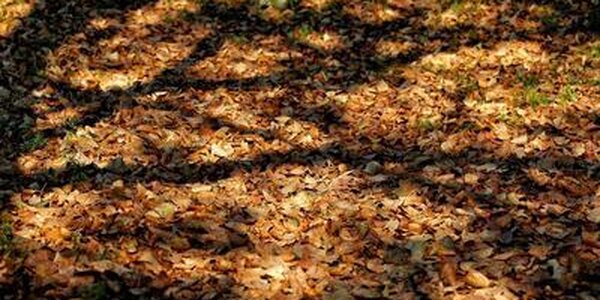 В Приморье сохраняется высокий класс пожарной опасности леса