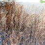 К концу недели в Приморье придут зимние морозы