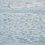 Разрушение и вынос льда в открытое море ожидается у берегов Приморья