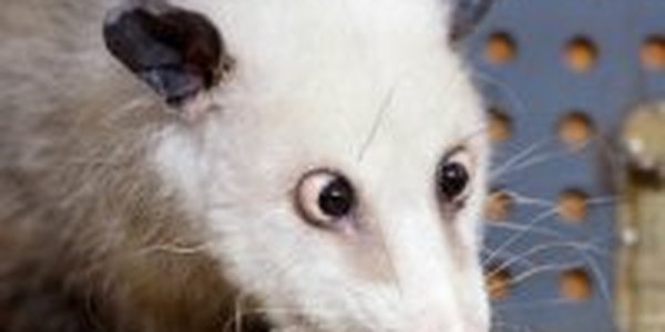 Косоглазый опоссум стал звездой в Германии