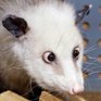 Косоглазый опоссум стал звездой в Германии
