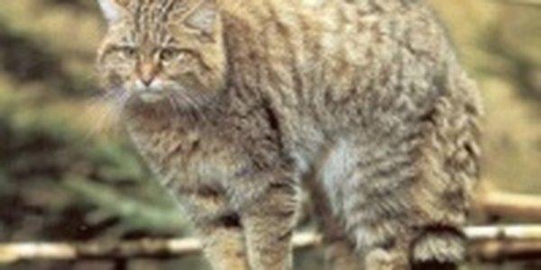 Лесной кот после аварии стал жителем сафари-парка в Приморье