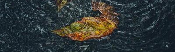 Дожди, местами сильные, пройдут в Приморье на выходных