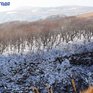 Высота снежного покрова в Приморье по-прежнему ниже нормы