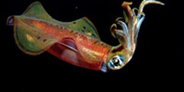 Окисление океанов сулит проблемы для кальмаров