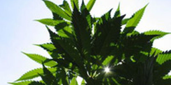 В Приамурье появилось экспериментальное поле конопли сельхозназначения 