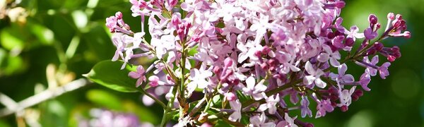 Среда дарит Приморью солнечный день