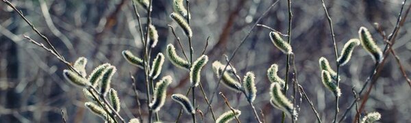 Переменчивая погода ожидается в Приморье на этой неделе