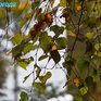 В субботу в Приморье будет тепло, в воскресенье — местами дожди