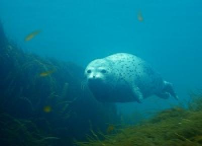 Подводный мир Японского моря смогут увидеть жители Владивостока