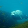 Подводный мир Японского моря смогут увидеть жители Владивостока