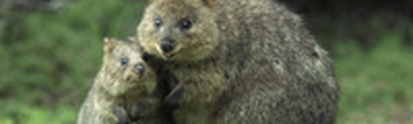 Поднимаем настроение: Самый улыбчивый зверек